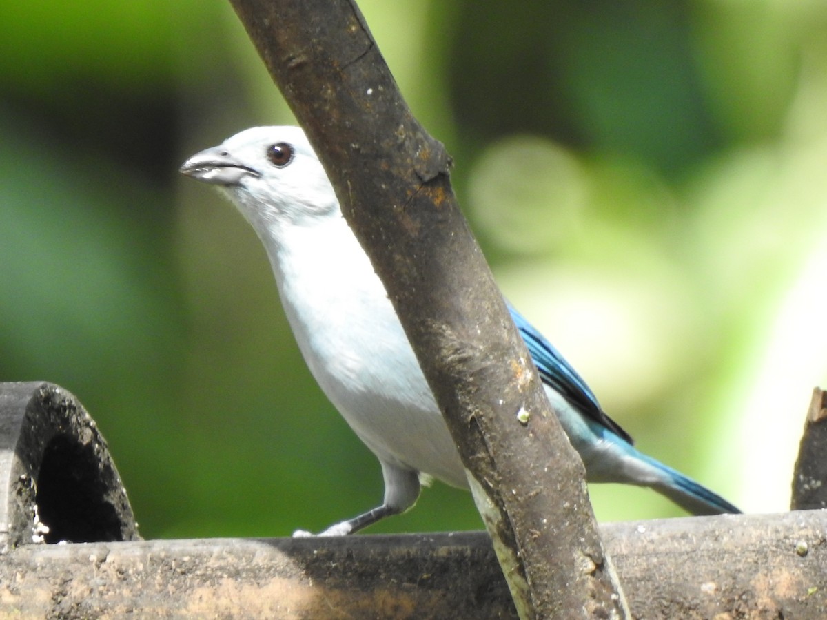 Blue-gray Tanager - ML615499666