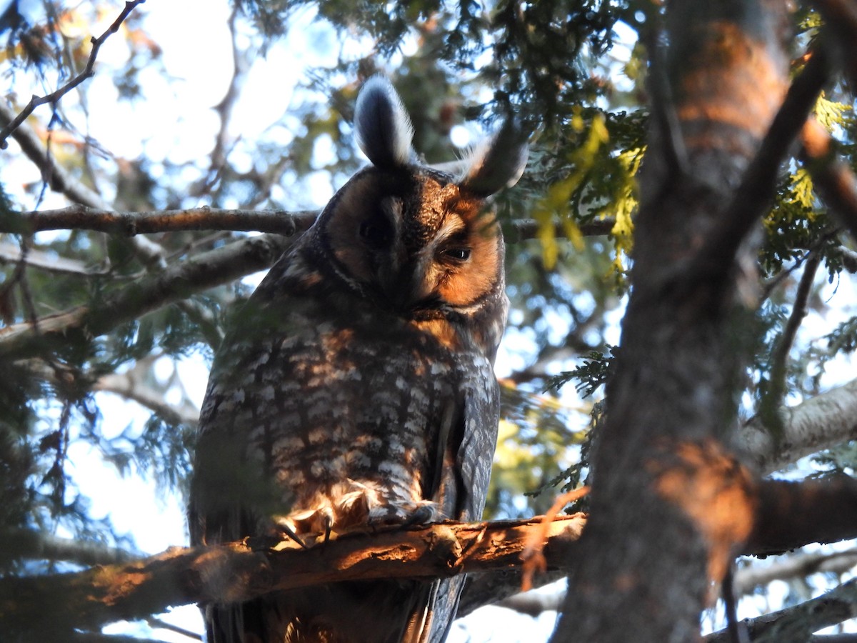 Long-eared Owl - ML615499669