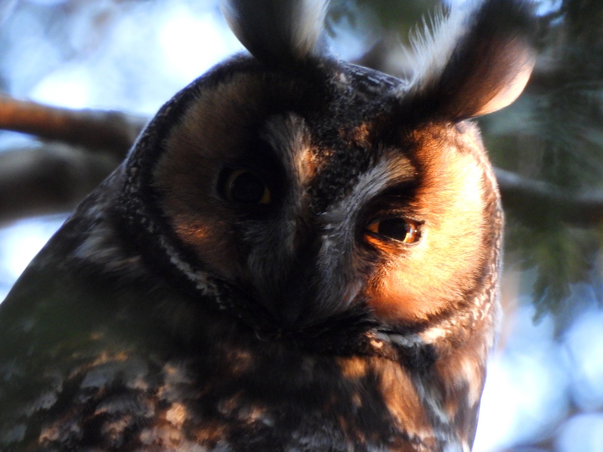 Long-eared Owl - ML615499670