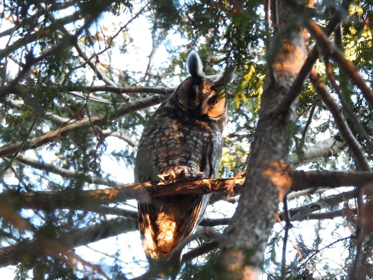 Long-eared Owl - ML615499671