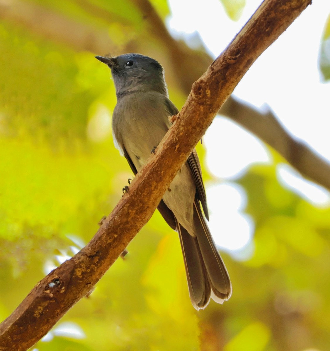 Black-naped Monarch - Manjunath UP