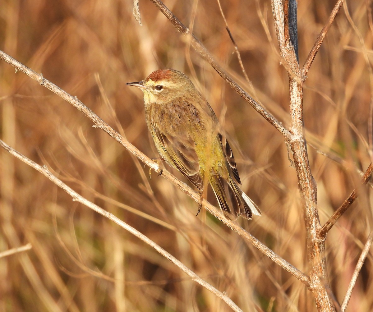 Palm Warbler - ML615499743
