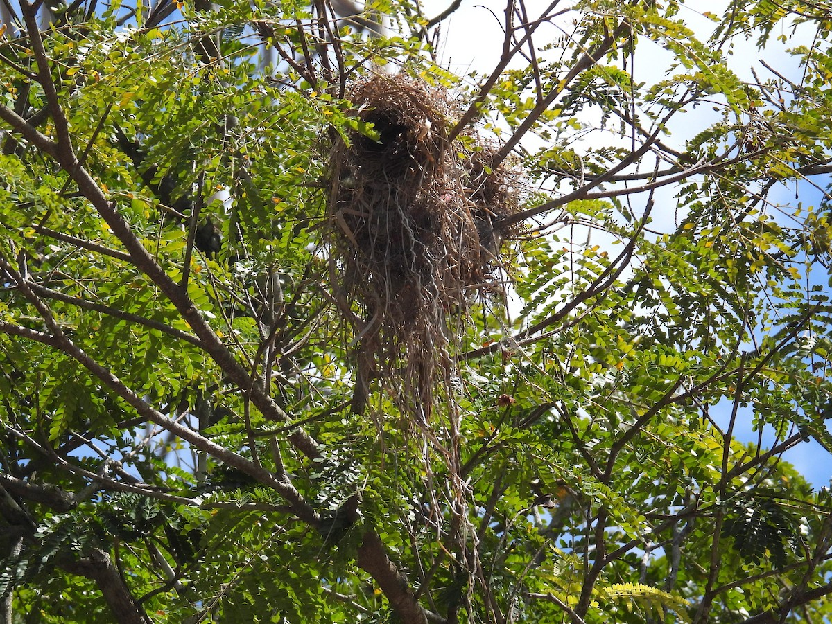 haciendatyrann (similis gr.) - ML615499776