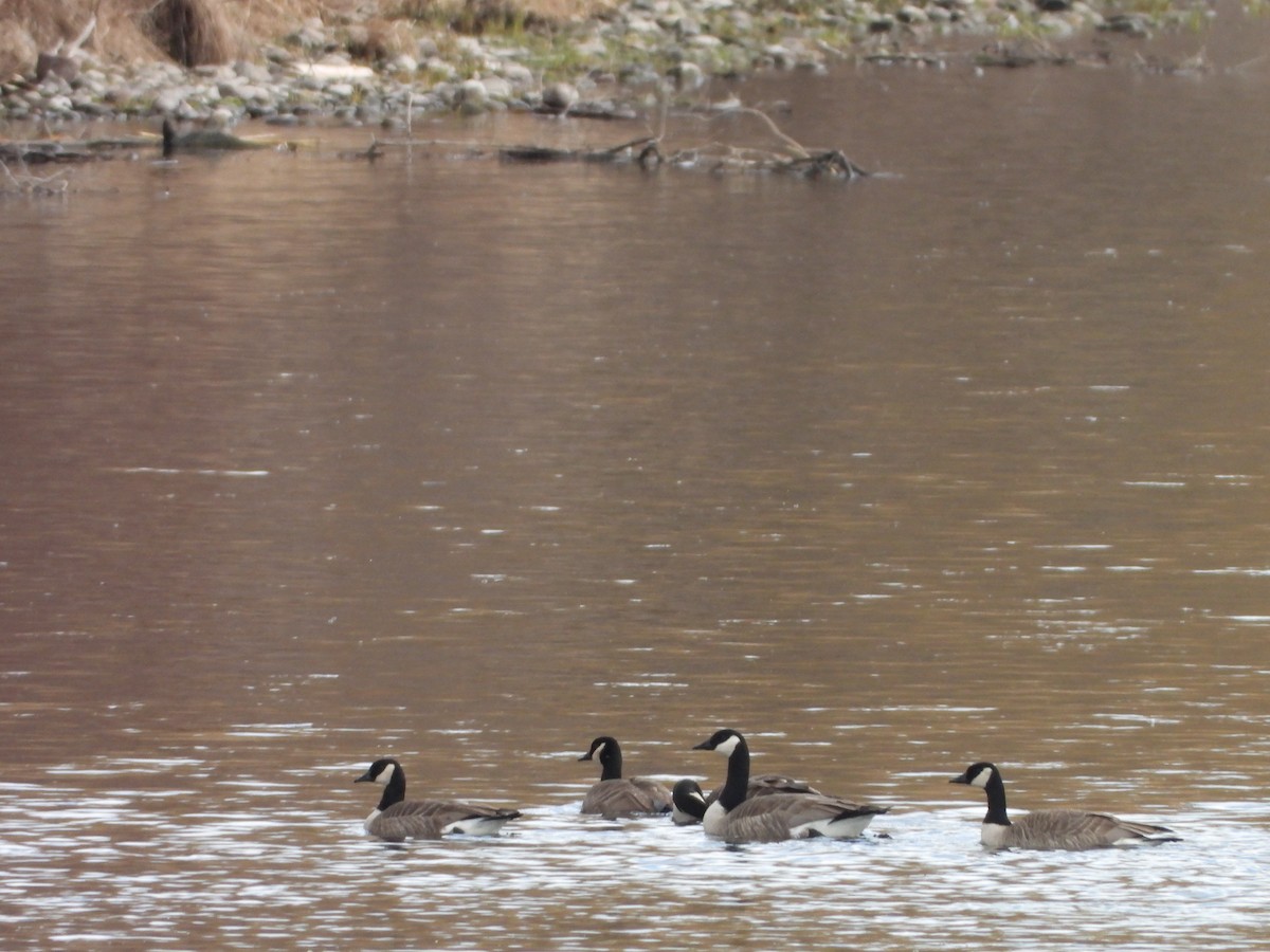 Cackling/Canada Goose - Tom Zavitz