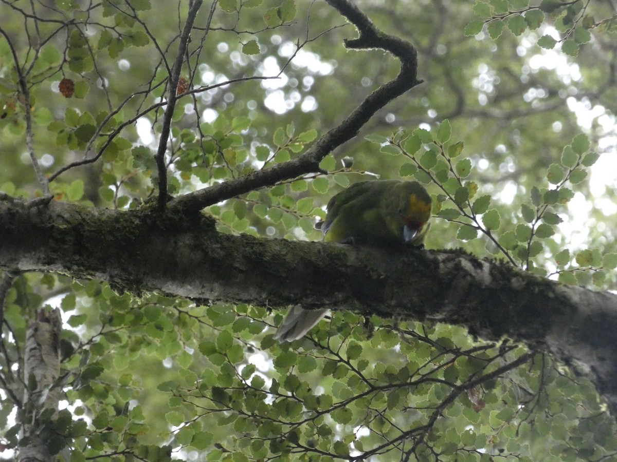 Yellow-crowned Parakeet - Matthew Rathgeber