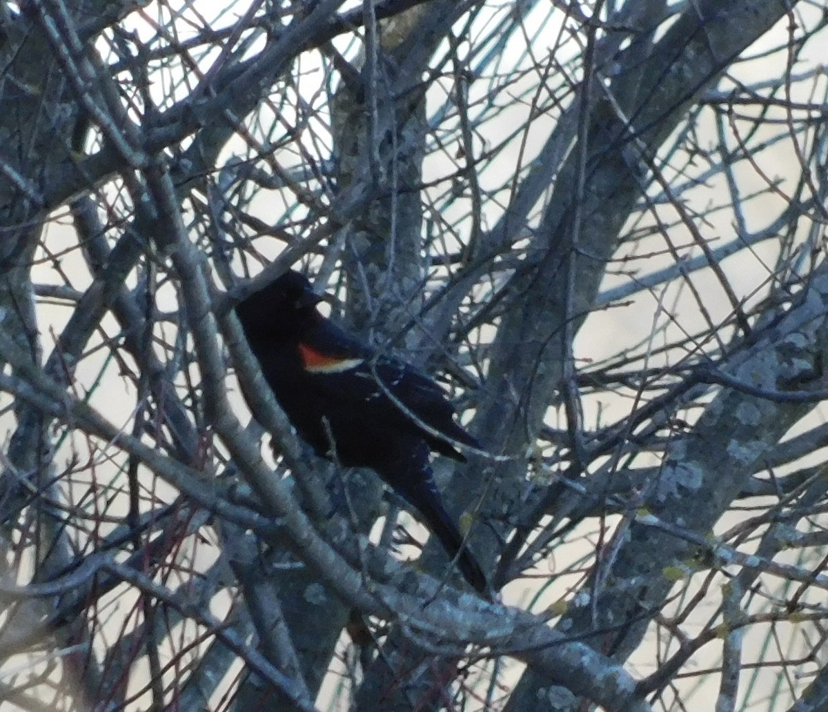 Red-winged Blackbird - ML615499849