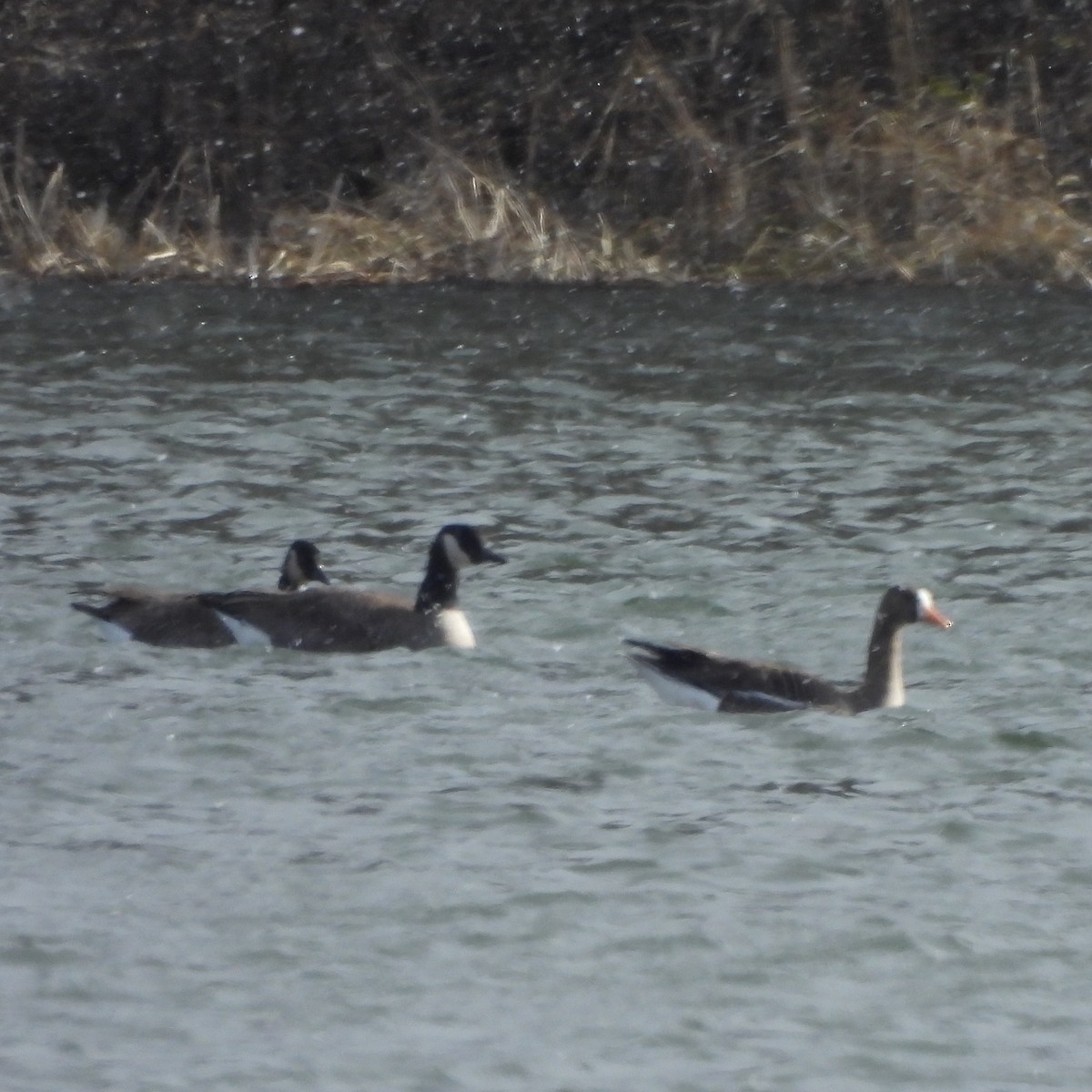 Greater White-fronted Goose - debi bailey