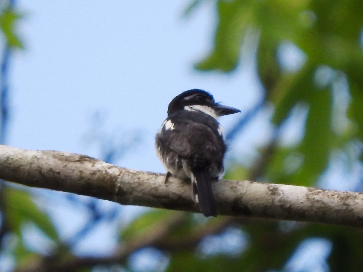 Pied Puffbird - ML615499867