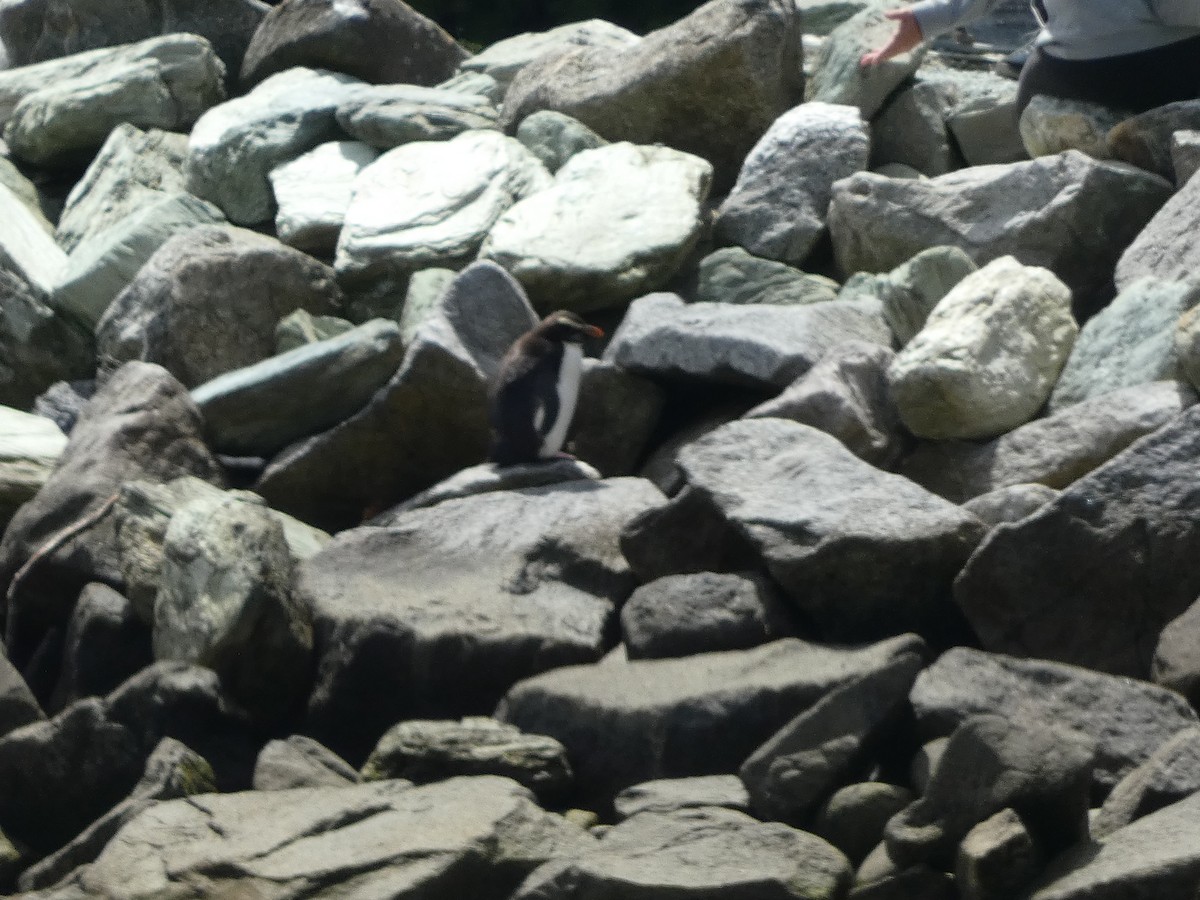 Fiordland Penguin - ML615499903