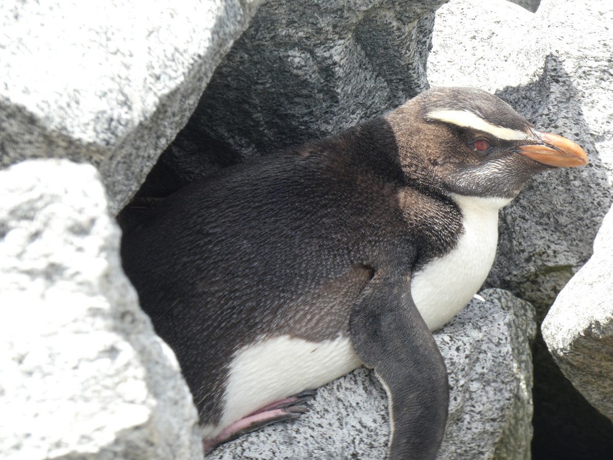 Fiordland Penguin - ML615499904