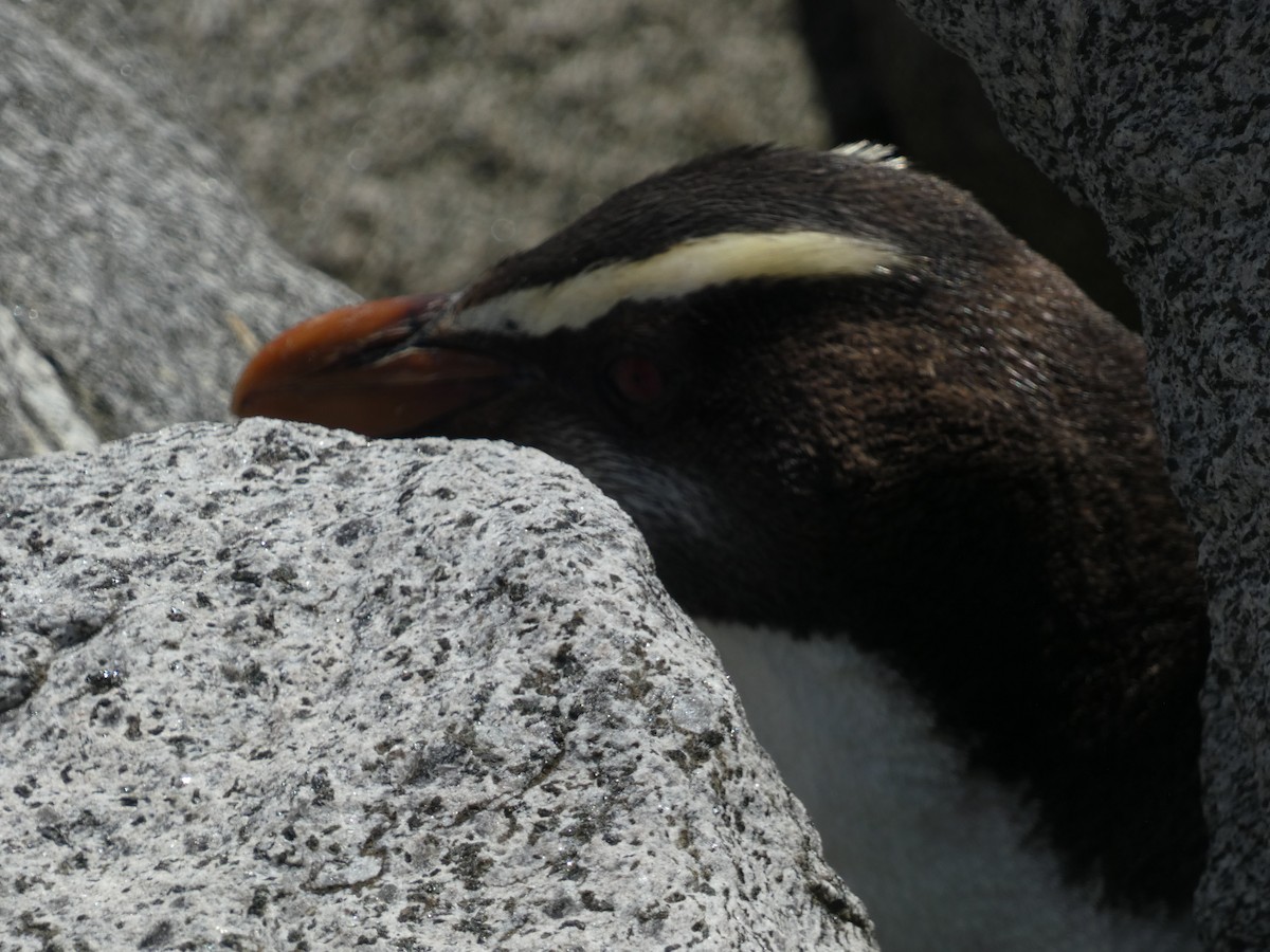 Fiordland Penguin - Matthew Rathgeber