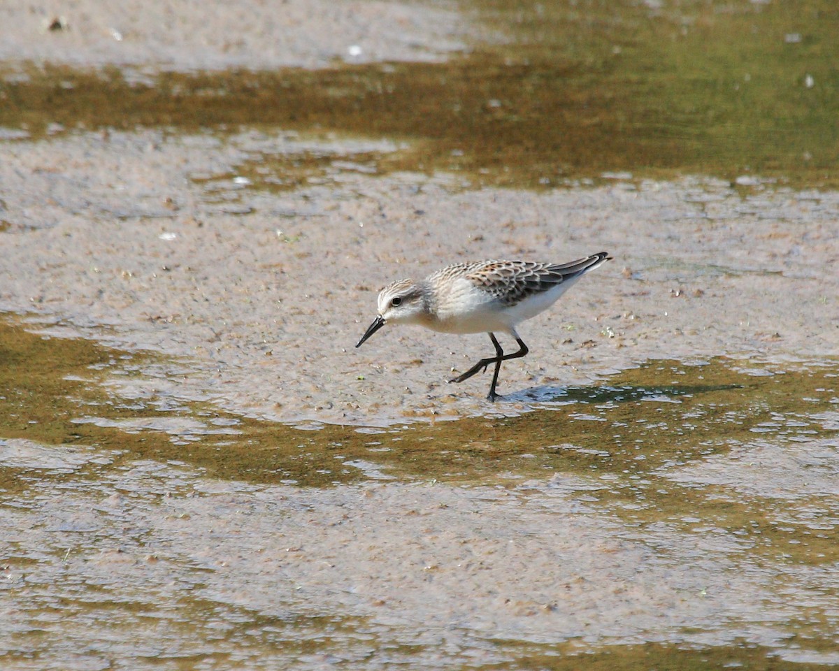 Semipalmated Sandpiper - Daniel S.