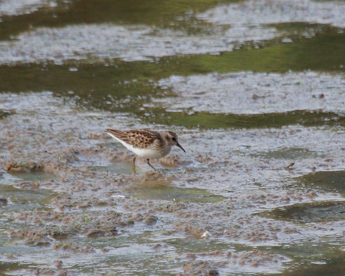 Least Sandpiper - ML615499925