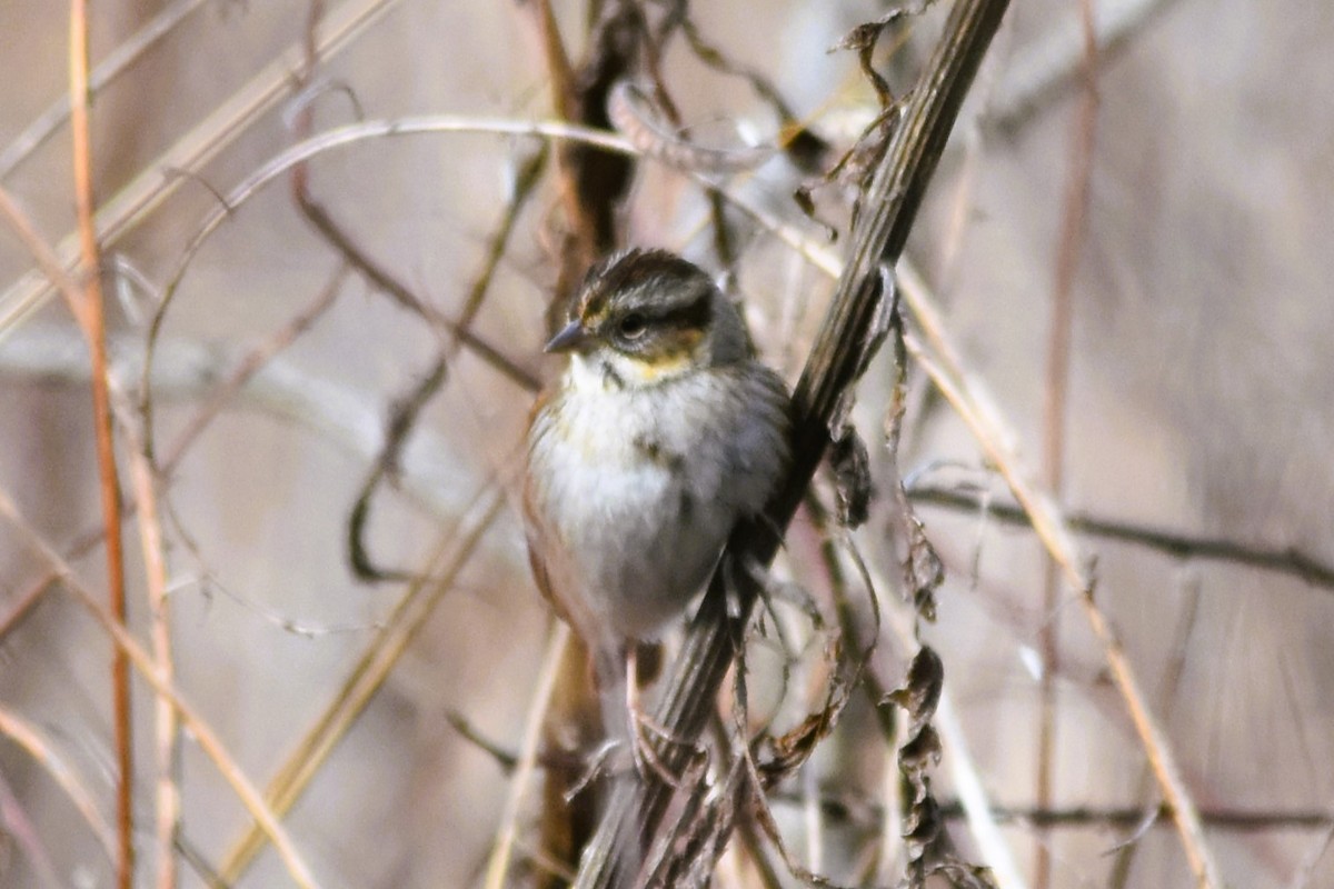 Swamp Sparrow - ML615499953