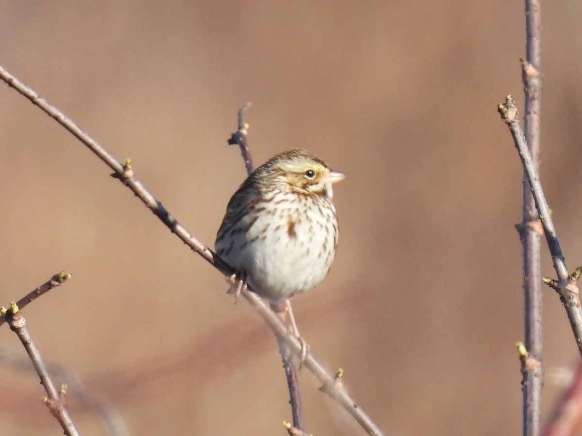 Savannah Sparrow - ML615499969