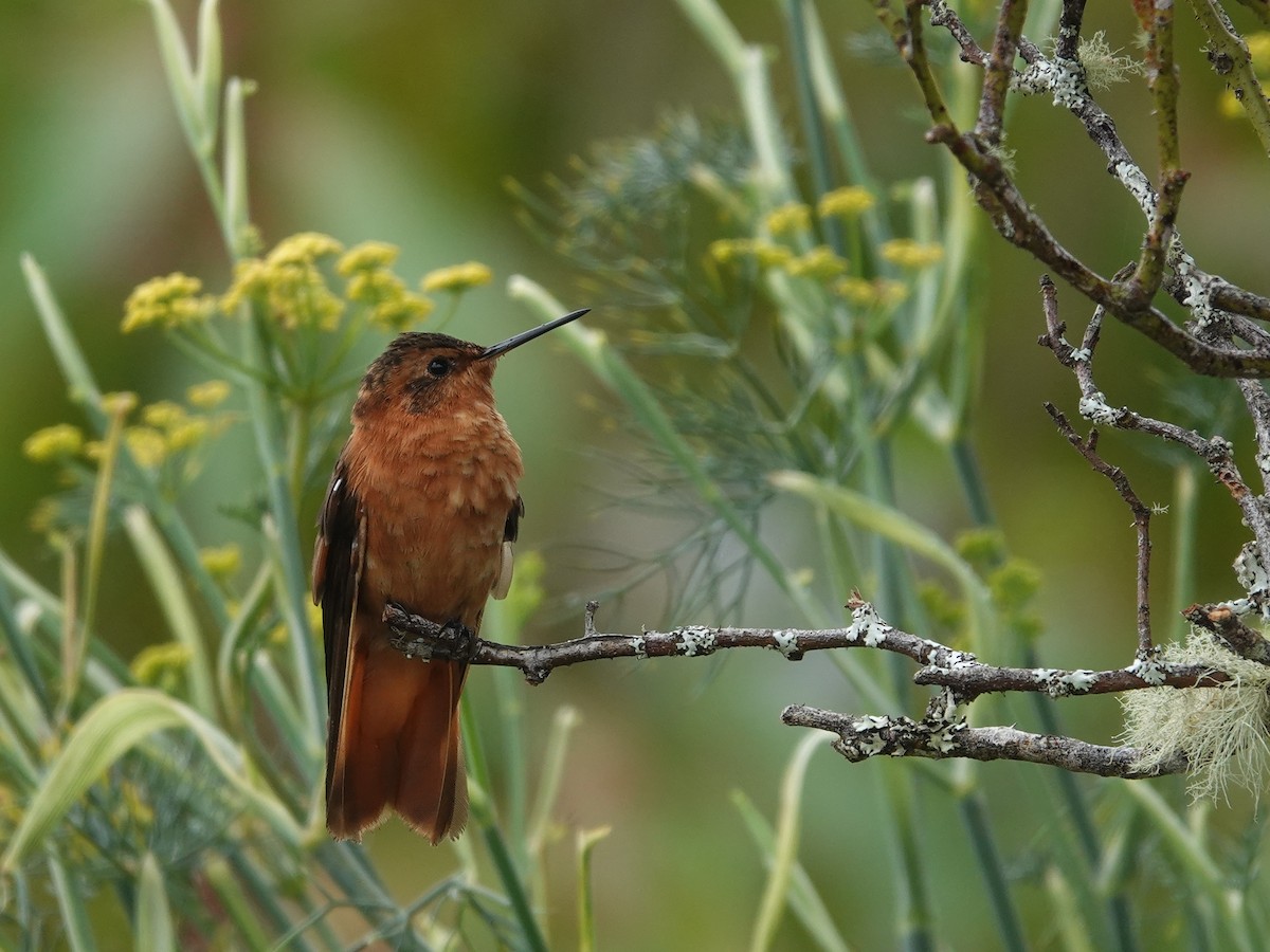 kolibřík duhovohřbetý - ML615499983