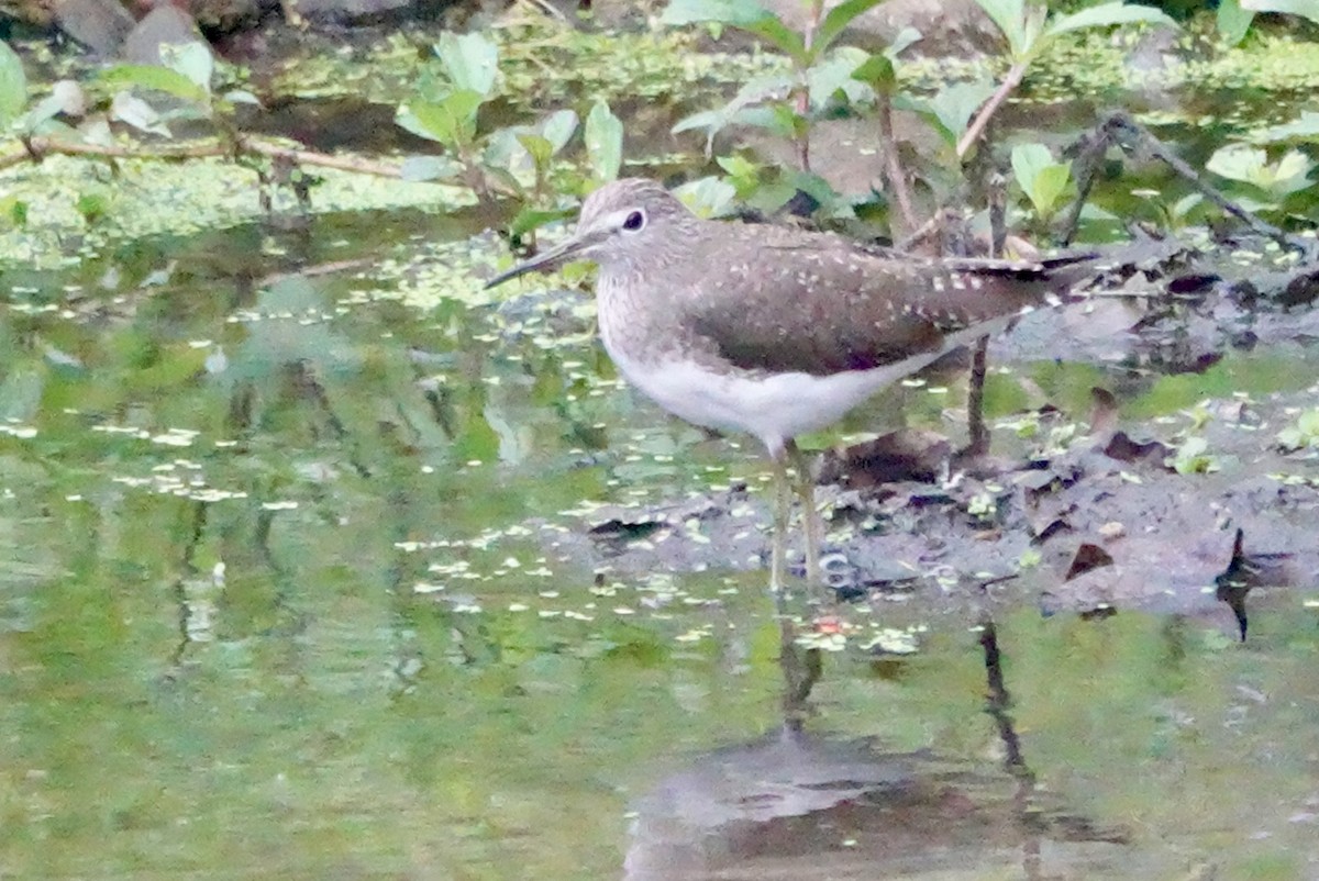 Green Sandpiper - ML615499999