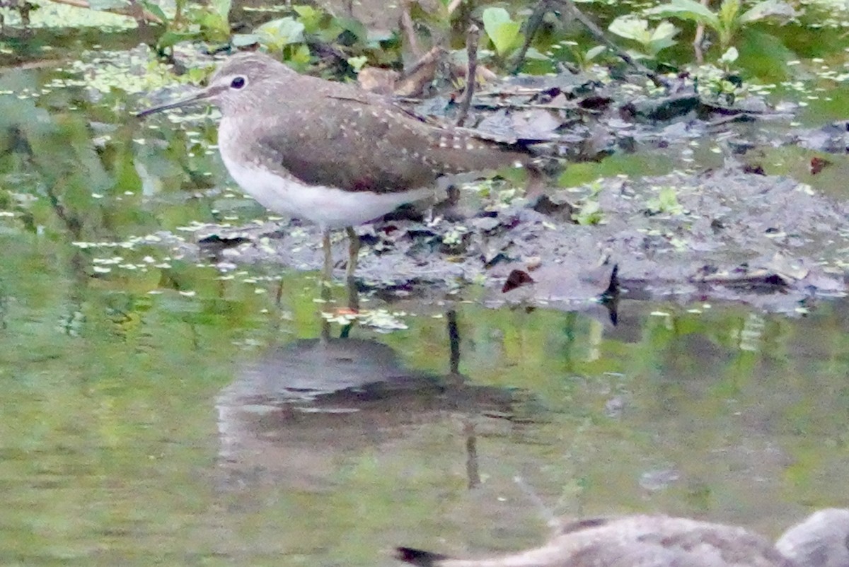 Green Sandpiper - ML615500000