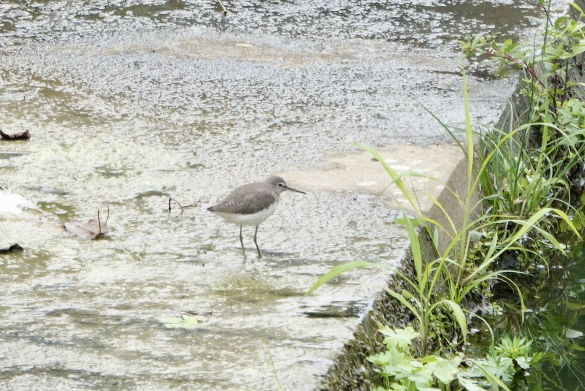 Green Sandpiper - Lam Chan