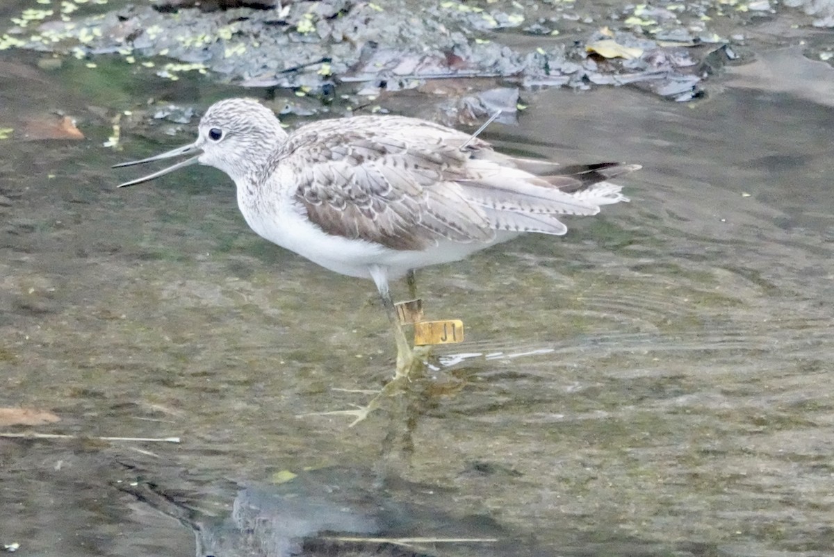 Common Greenshank - ML615500015