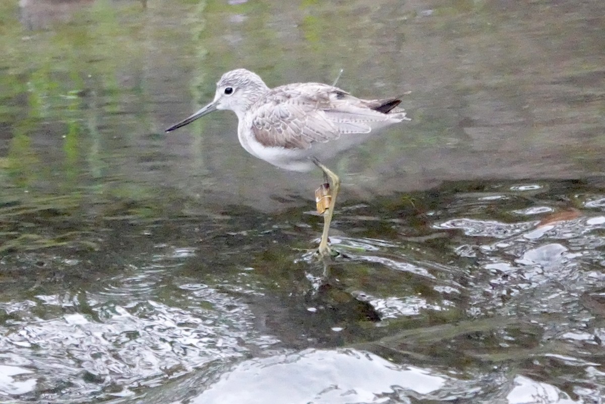 Common Greenshank - ML615500016