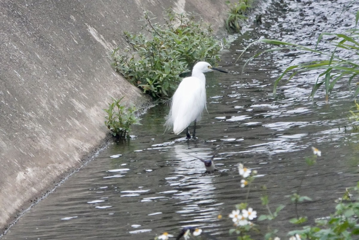 Little Egret - ML615500024