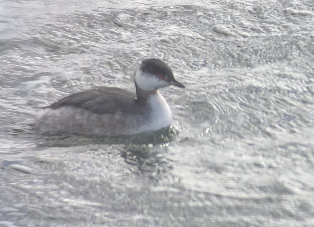 Horned Grebe - ML615500025