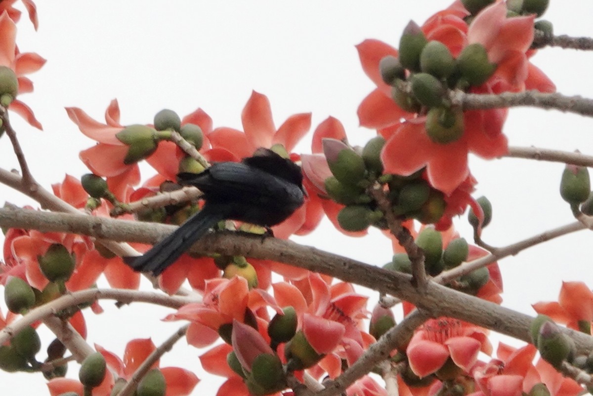 Hair-crested Drongo - ML615500032