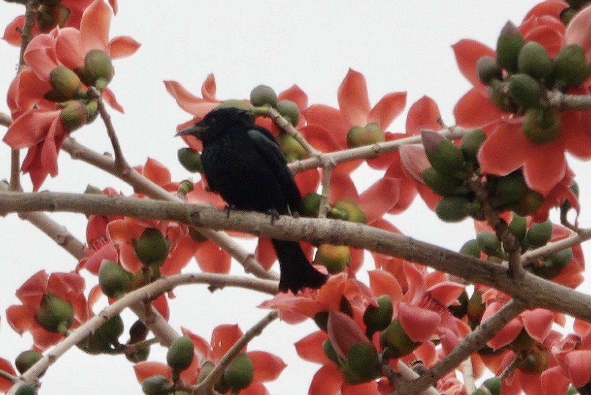 Hair-crested Drongo - ML615500033