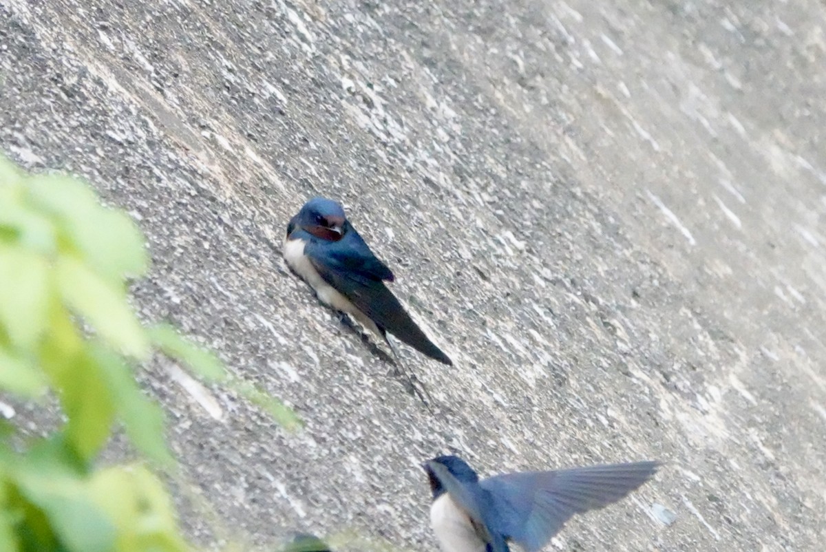 Barn Swallow - ML615500042