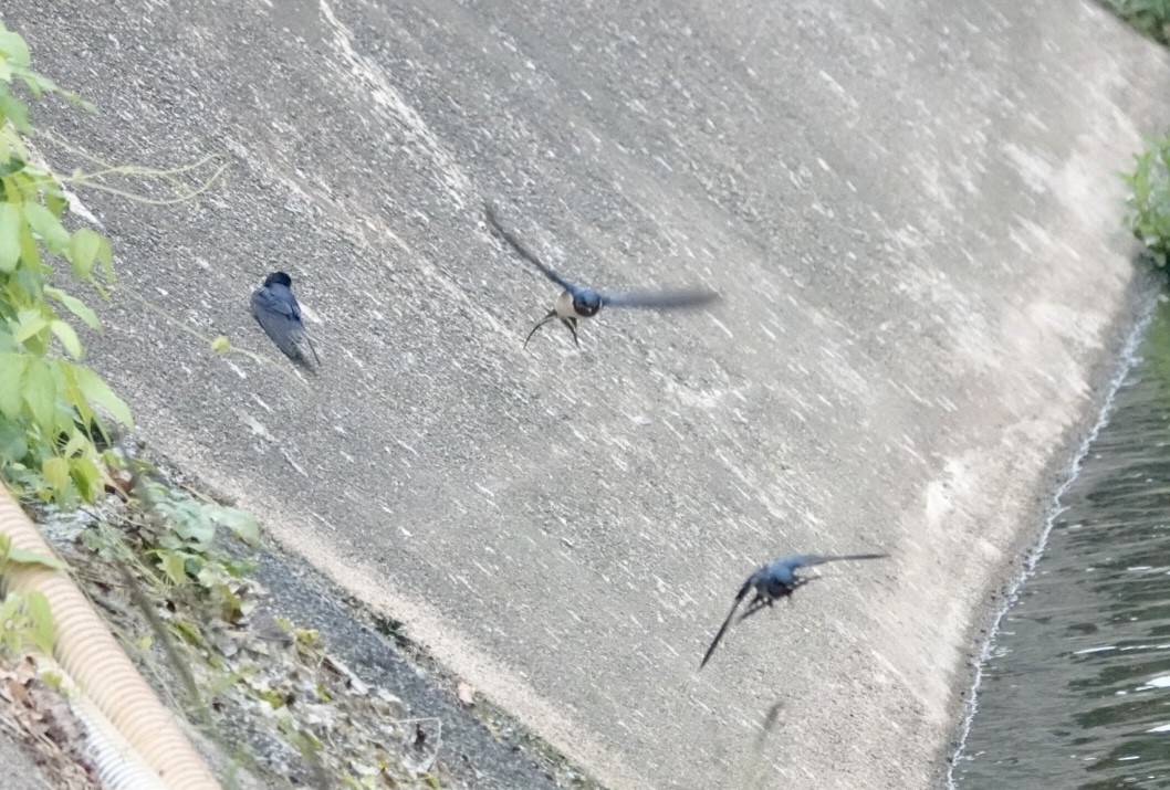 Barn Swallow - ML615500043