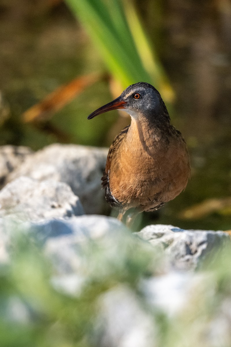 Virginia Rail - Nadine Bluemel