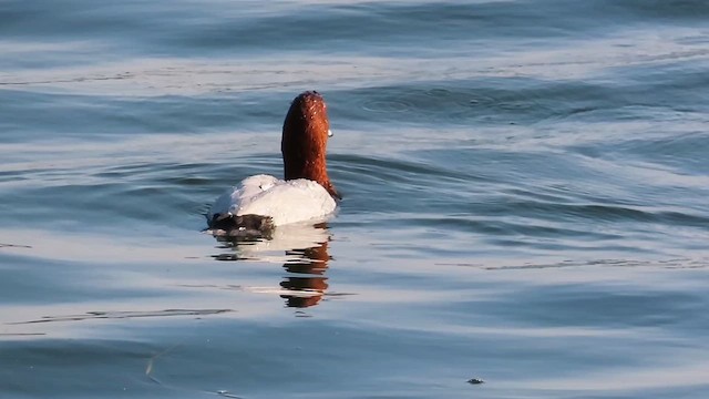 Common Pochard - ML615500053