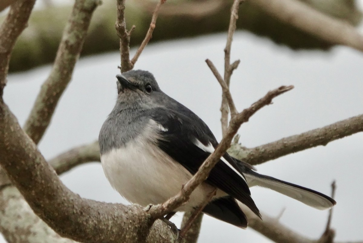 Oriental Magpie-Robin - ML615500055