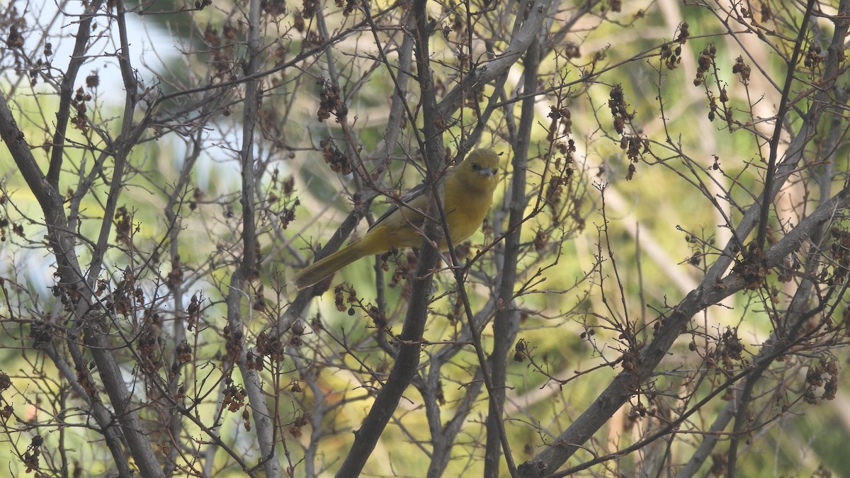 Hooded Oriole - Karen Evans