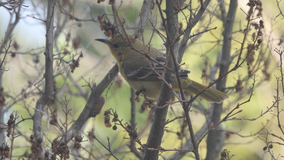 Hooded Oriole - Karen Evans