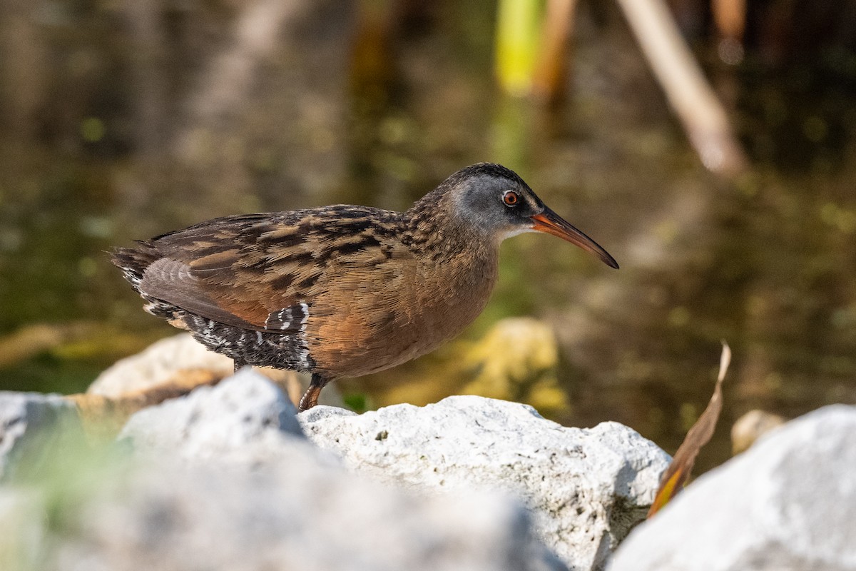 Virginia Rail - Nadine Bluemel