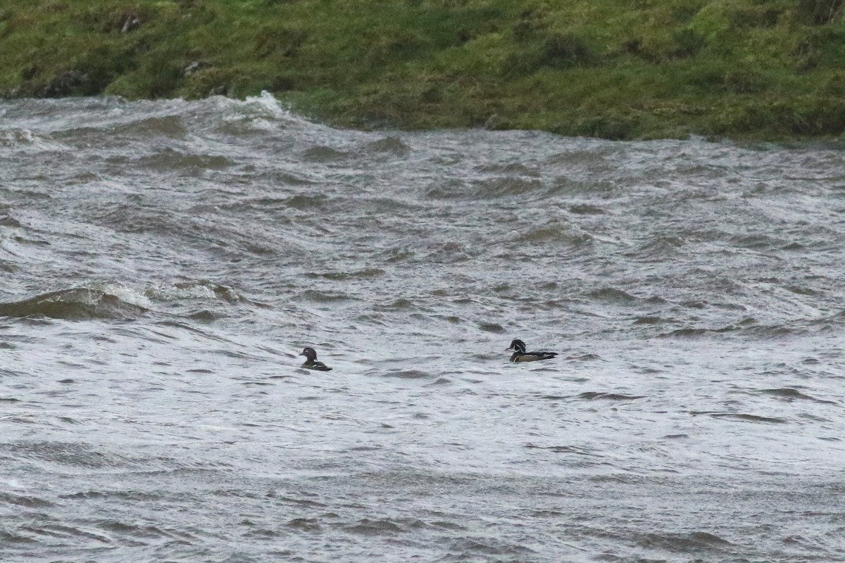 美洲鴛鴦 - ML615500065