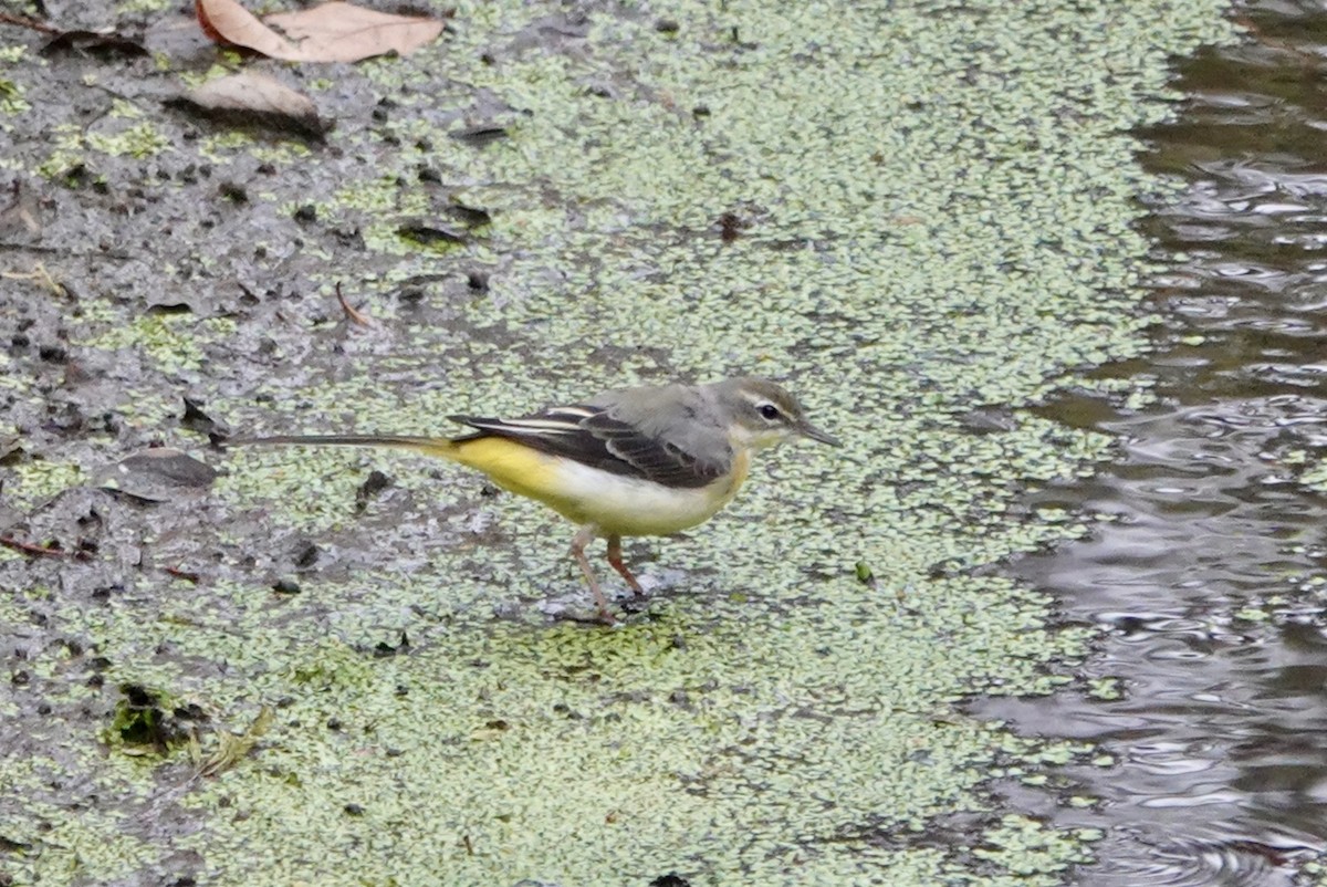 Gray Wagtail - ML615500070