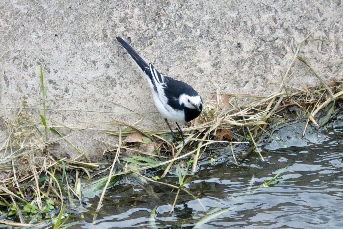 White Wagtail - ML615500074