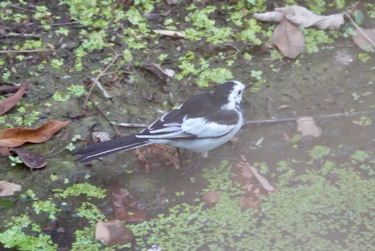 White Wagtail - ML615500075