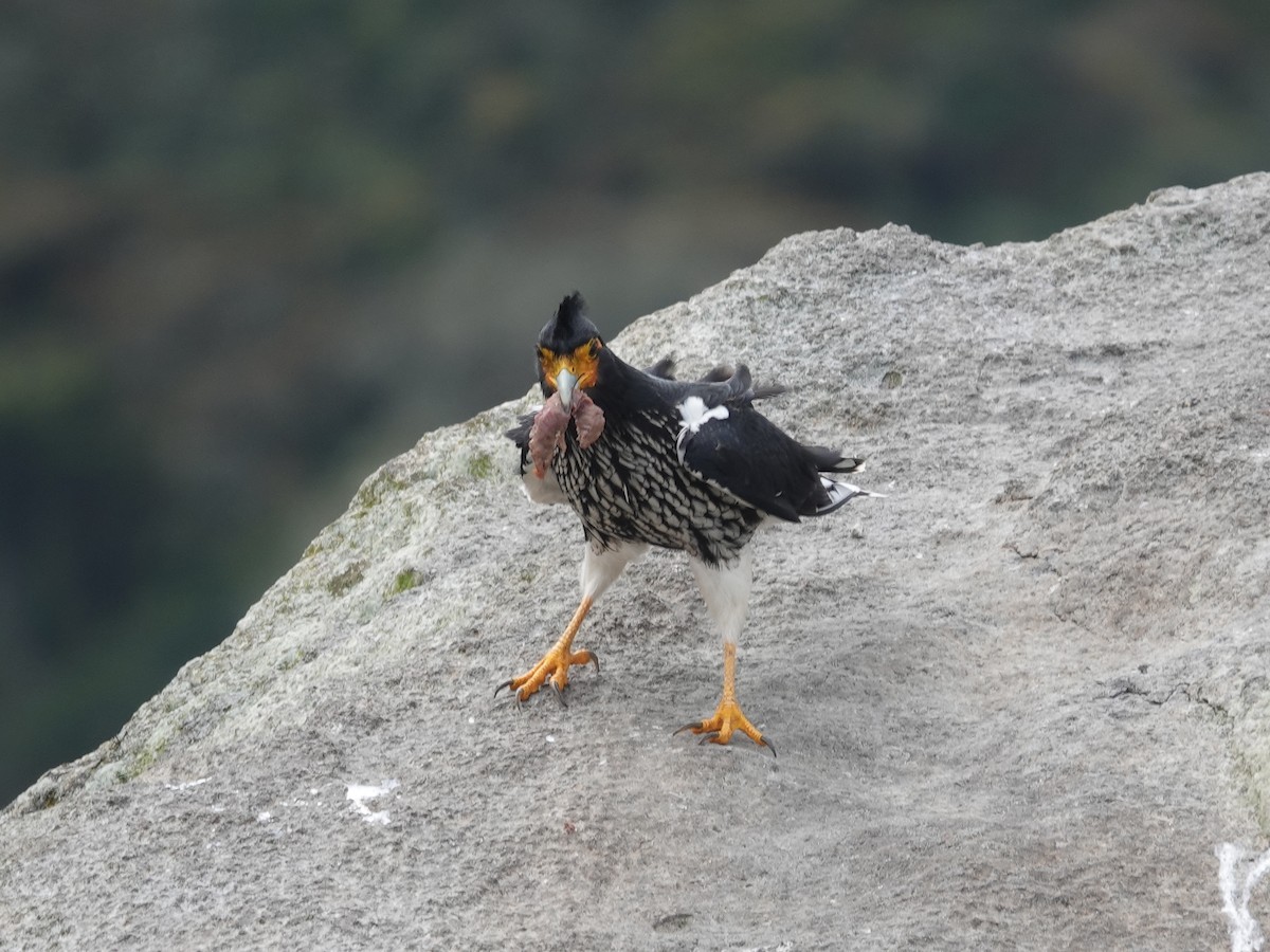 Caracara caronculé - ML615500079