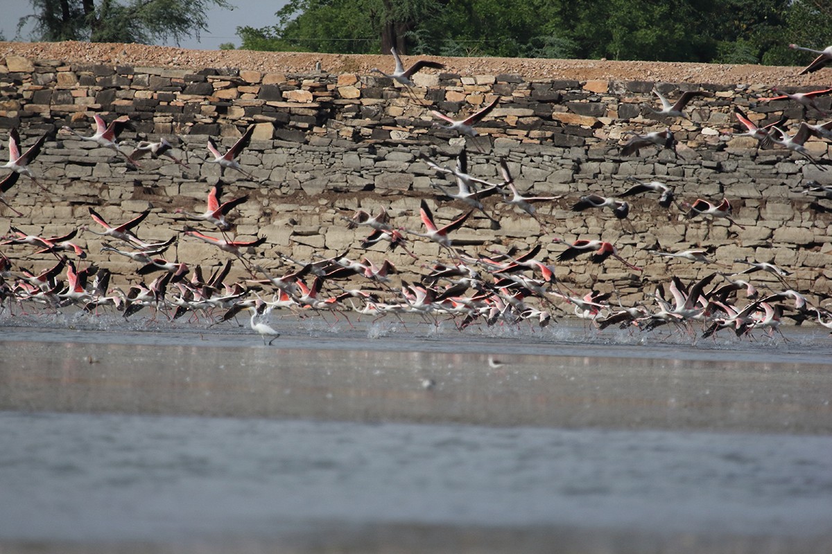 Greater Flamingo - ML615500095