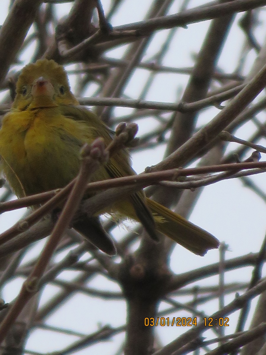 Summer Tanager - Alain Robert