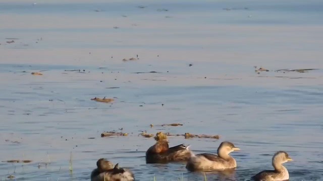 Little Grebe - ML615500101