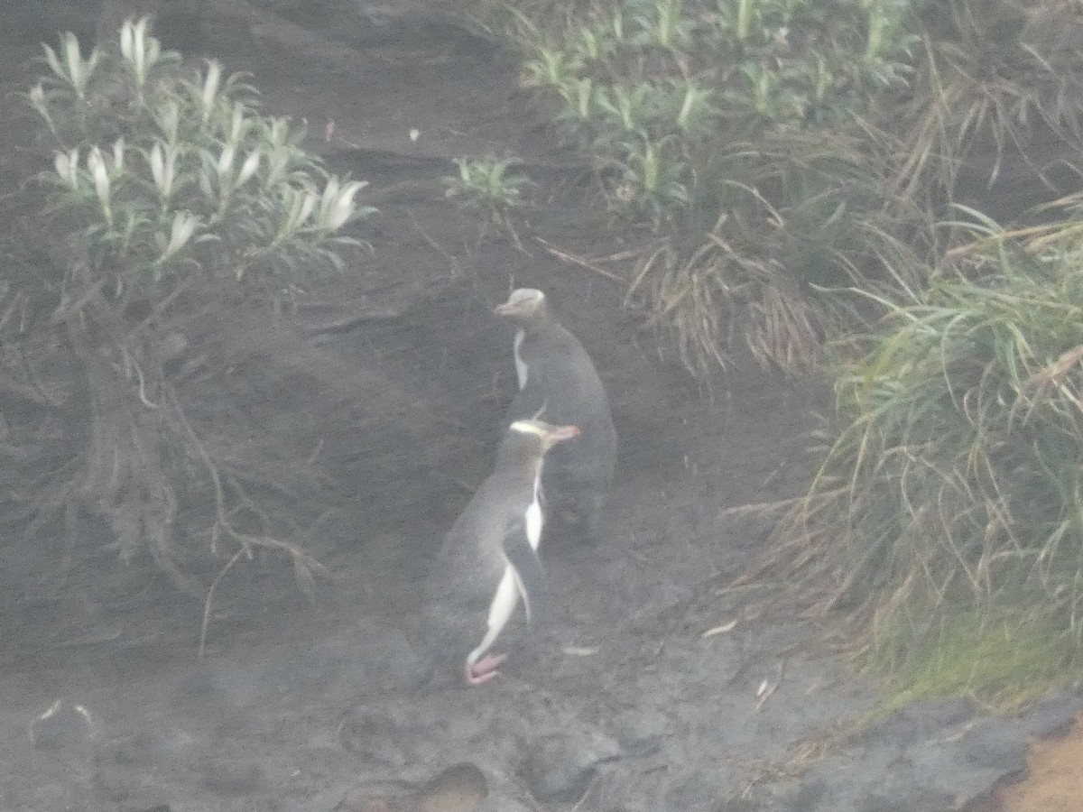 Yellow-eyed Penguin - ML615500110