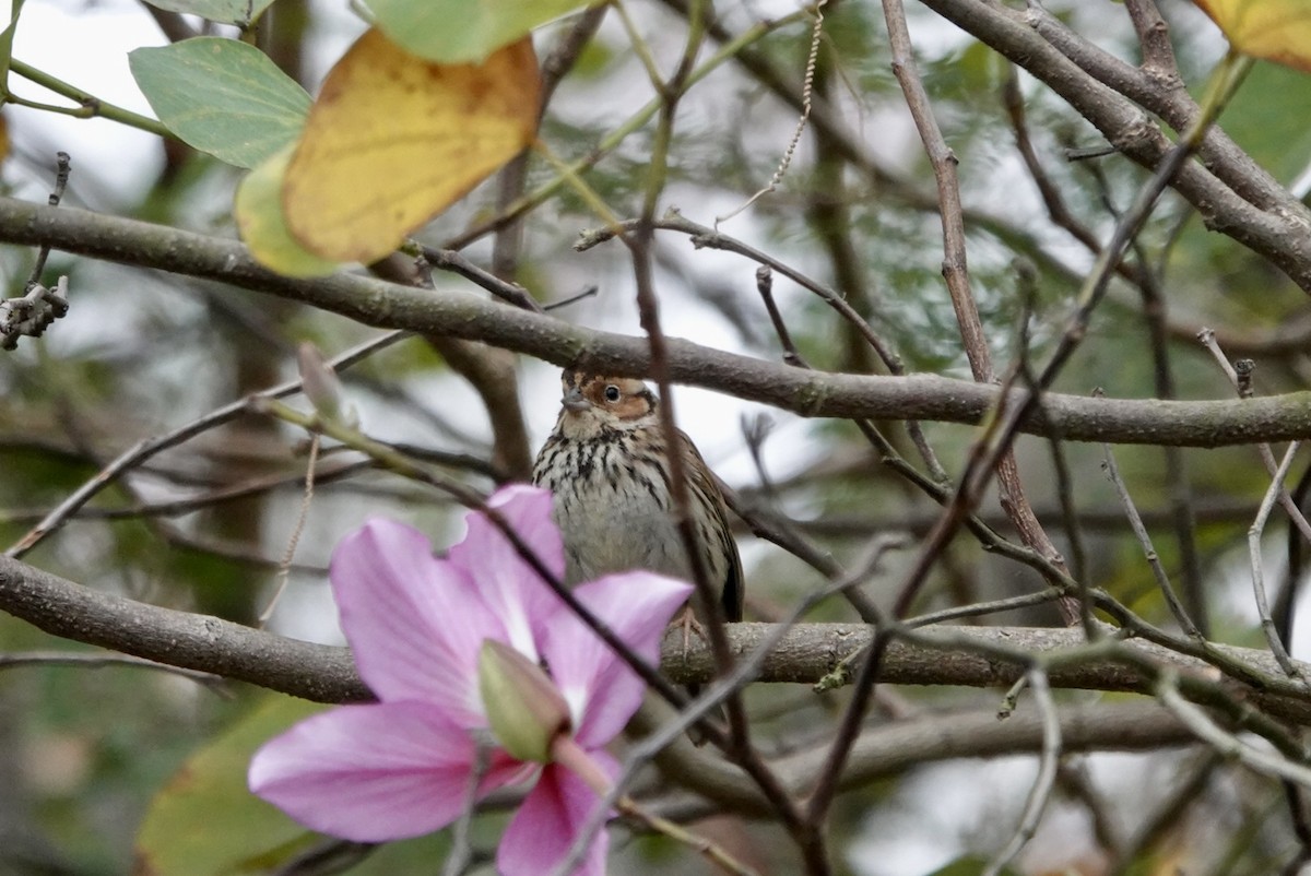 Little Bunting - ML615500114