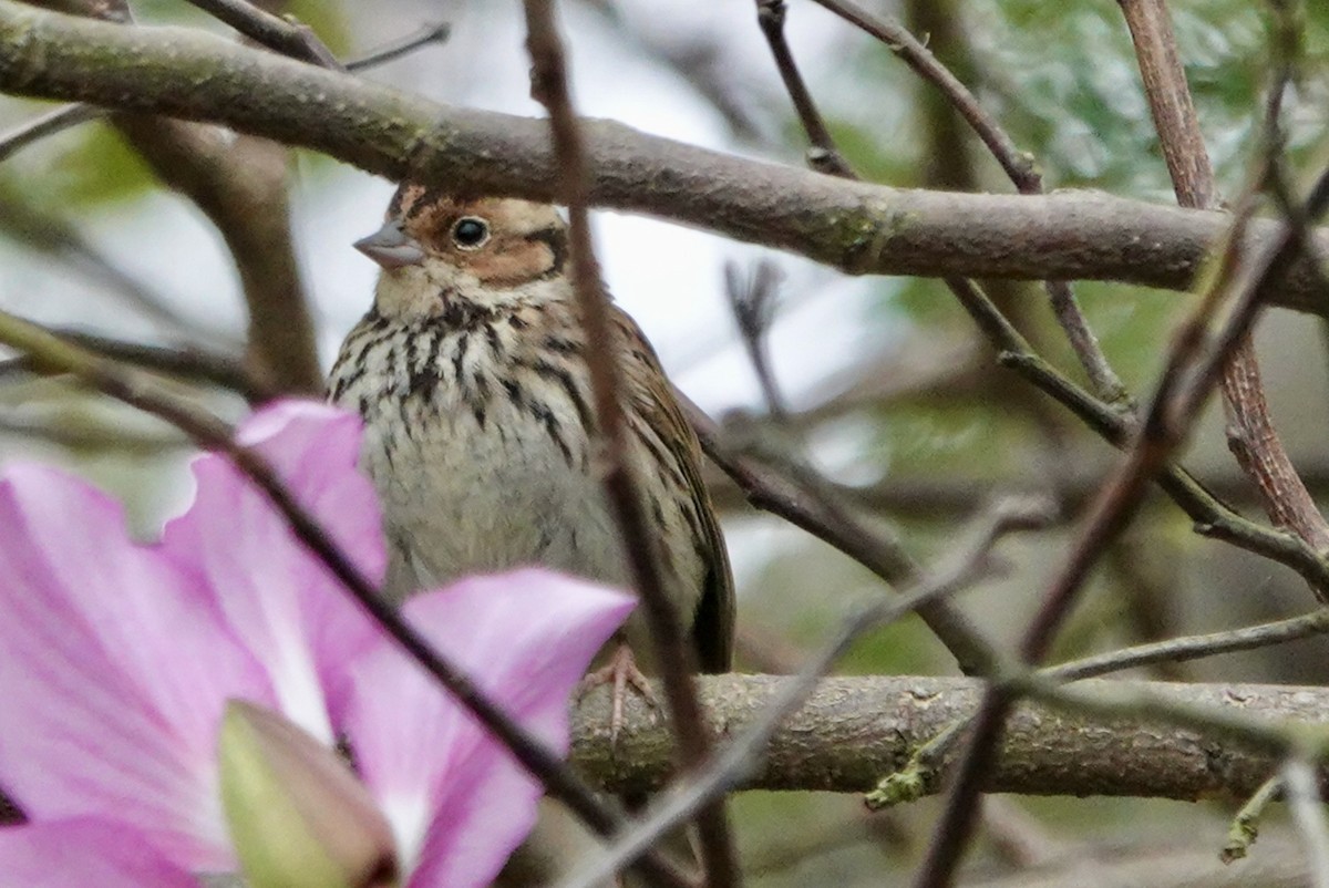 Little Bunting - ML615500115