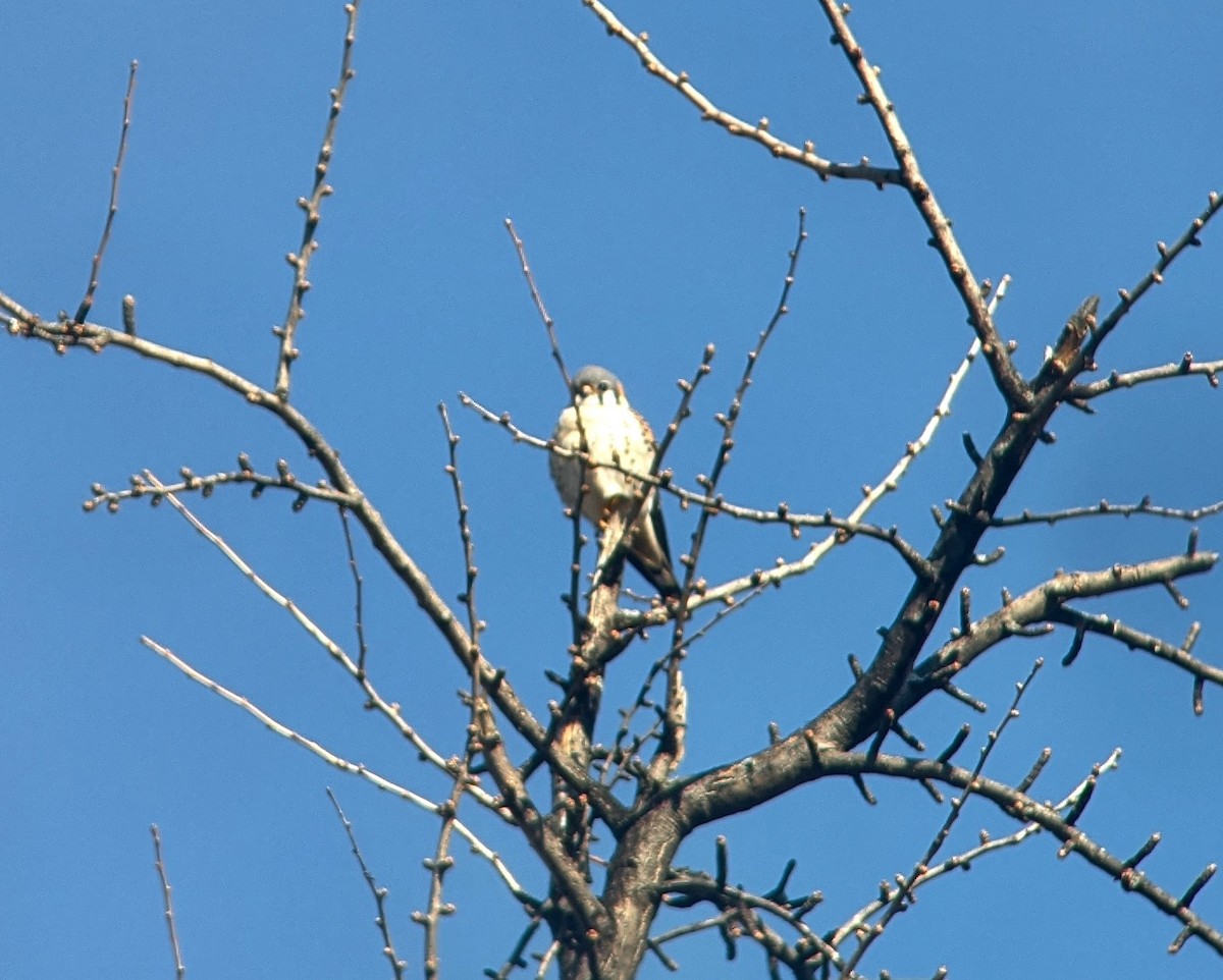 American Kestrel - ML615500134