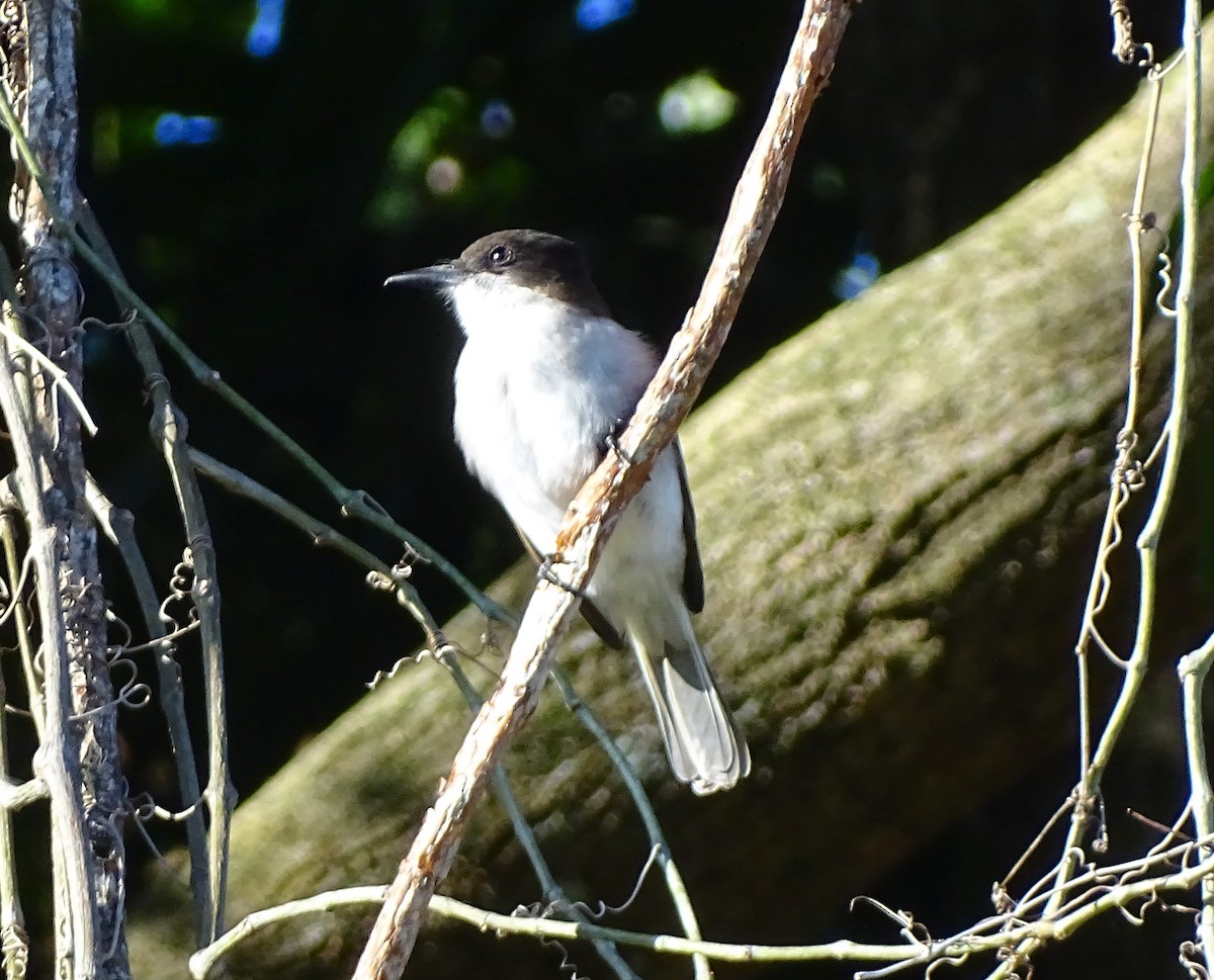 Loggerhead Kingbird (Puerto Rico) - ML615500143